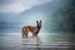 Belgian shepherd is standing in water. Dog in a mountain scenery with foggy mood. Hiking with mans best friend to lake.