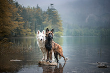 Berger Blanc Suisse And Belgian Shepherd At A Rock In A Beautiful Landscape Bewteen Mountains. Two Dogs At Lake.