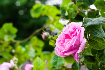 Rosa Centifolia (Rose des Peintres) flower closeup on green garden background