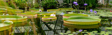 The Giant Water Lily In The Botanical Garden In St. Petersburg