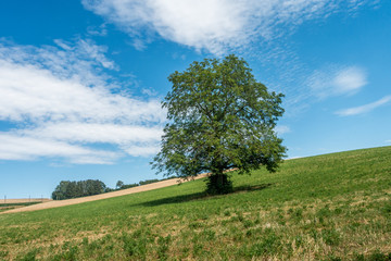 Wall Mural - Alte Obstbäume im Feld