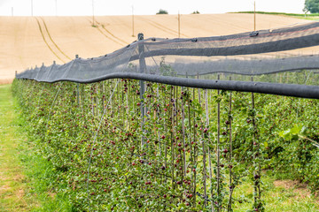 Poster - Reife Stachelbeeren am Strauch in einer Obstplantage