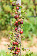 Poster - Reife Stachelbeeren am Strauch in einer Obstplantage