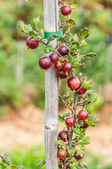 Poster - Reife Stachelbeeren am Strauch in einer Obstplantage