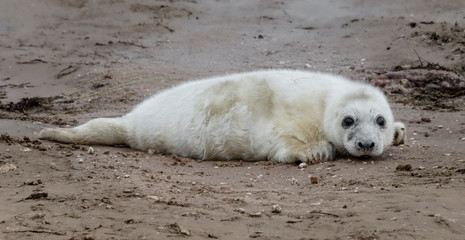 Poster - A very young seal pup lying on the beach staring forward at the camera