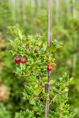 Poster - Reife Stachelbeeren am Strauch in einer Obstplantage