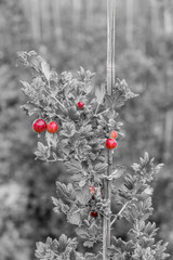 Poster - Reife Stachelbeeren am Strauch in einer Obstplantage