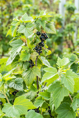 Poster - Reife schwarze Johanisbeeren am Strauch