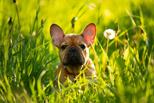 French Bulldog Puppy Playing In The Grass At Sunset