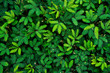 Sensitive plant background. (mimosa pudica plant)