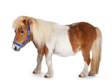 Brown With White Shetland Pony, Standing Side Ways. Looking Straight Ahead. Isolated On A White Background.