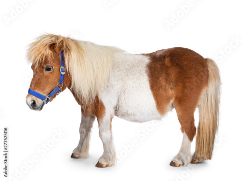 Cuadros en Lienzo Brown with white Shetland pony, standing side ways