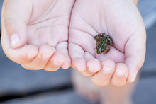 Child Girl Holding Small Forest Frog Toad  Close-up. Baby Interacting With Little Wild Reptile Animal. Care Of Environment Concept. Happy Childhood Lifestyle. 