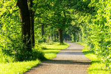 Image Of A Beautiful Park With Path And Green Trees