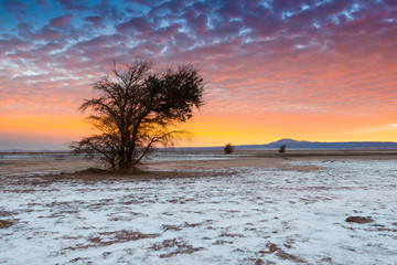 Wall Mural - The Atacama Salt Lake (Salar de Atacama) with a Tamarugo, a native tree from the area, Atacama Desert, Chile