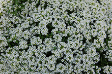 Background Alyssum White Family Brassicaceae Many Small Blossoming Flowers 