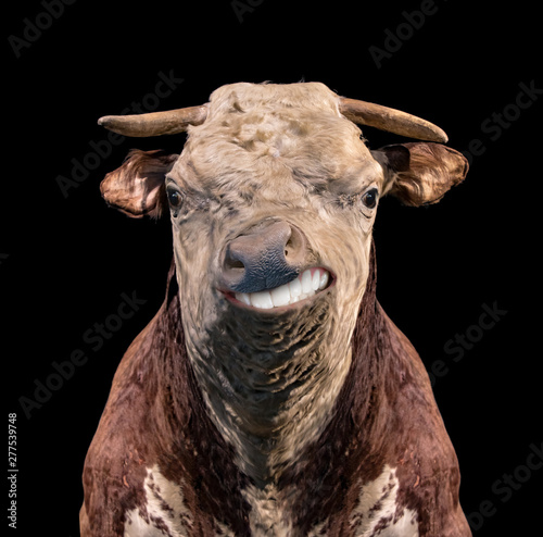 stuffed cow head
