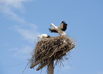 Family of storks in the nest.