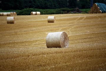 Canvas Print - bales of hay