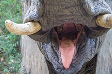 Inside Of An Elephants Mouth