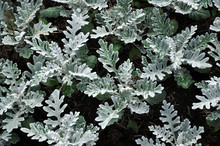 Gray Green Leaves Of Cineraria In Macro. Exotic Dusty Miller Plant Close-up. Natural Background Of Cineraria Maritima.