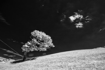 Poster - Lone tree in infrared light on a hill 