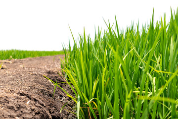 Close up green paddy rice field grass and soil on white background. Nature and background Concept.