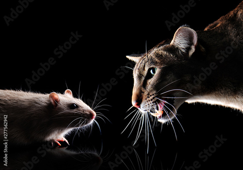 Closeup picture of a cat hunting the rat in the night Poster Mural XXL