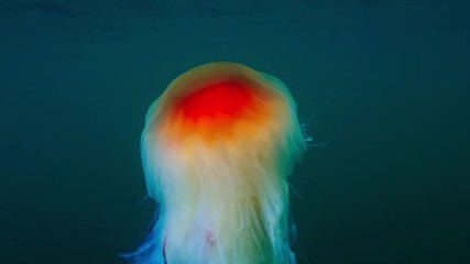 Wall Mural - jellyfish cianea capillata in sea water underwater shot