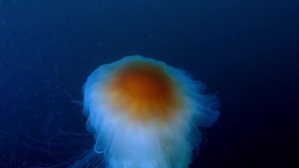 Wall Mural - jellyfish cianea capillata in sea water underwater shot