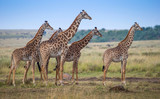 Fototapeta Sawanna - Giraffe among savanna in Africa