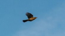 Flying Blackbird