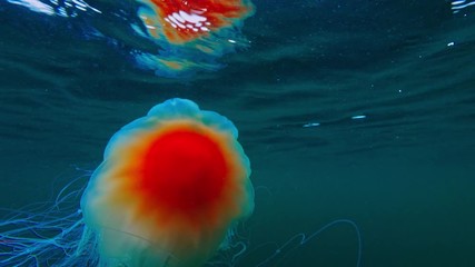 Wall Mural - jellyfish cianea capillata in sea water underwater shot