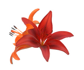 Wall Mural -  lily flowers