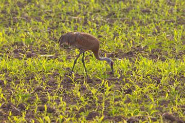 Poster - The sandhill crane (Antigone canadensis) in natural environment