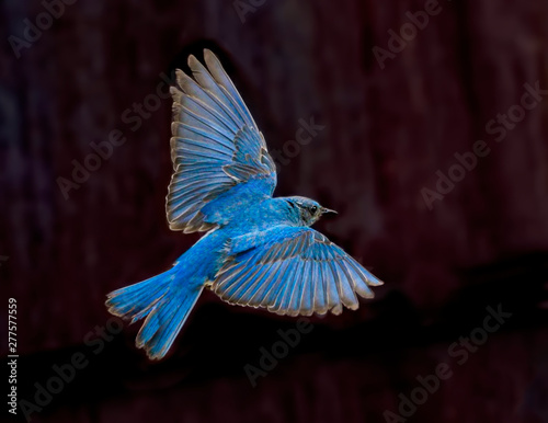 Fotografía Blue Beauty – A male mountain bluebird spreads its wings and brakes for a landing near its nest