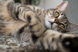 Fototapeta Tulipany - Tom cat takes funny selfie