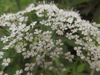 Inflorescence of blooming small white wildflowers macro closeup on a green background