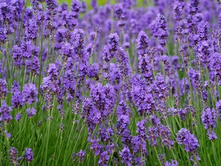 field of lavender flowers