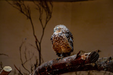  Sleeping Owl In The Zoo