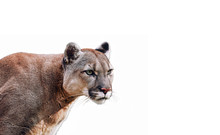 Portrait Of Beautiful Puma. Cougar, Mountain Lion, Isolated On White Backgrounds