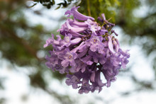 Lilac Flowers On Branch Of Jakaranda Blooming Tree
