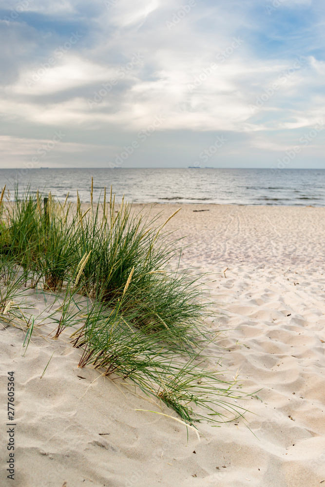 Plaża trawa i Morze Bałtyckie - obrazy, fototapety, plakaty 