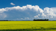  Yellow Canola Field With Storm Clouds On The Horizon With Blue Sky Above