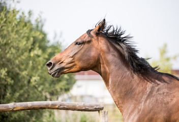 Naklejka na meble braune Stute Pferd auf der koppel