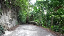 Walking Down Curved Paved Road In Ocho Rios With Concrete Posts And Guard Rail On One Side And Rocky Cliff On Other On Tropical Island Of Jamaica With Lush Green Foliage Trees And Vines Lining Road.
