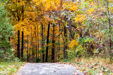 virginia yellow autumn trees view in fairfax county foliage in northern va on sugarland run stream v