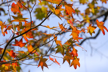 fall colors shine through maple leaves in cradle creek preserve in jacksonville beach, florida