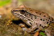 © jwjarrett - southern Leopord Frog (Rana sphenocephala)