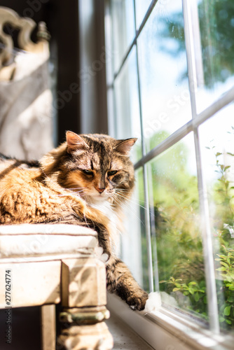 Unhappy Female Maine Coon Calico Cat Lying On Chair Indoors
